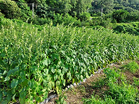 2022년도 참깨 농사