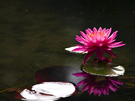 수련