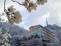4월 낙화(落花) / 김류수