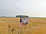 군산 청보리밭