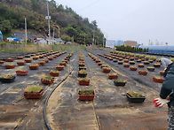 2026 핑크뮬리 화..