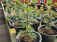 2027 천간작 쑥 ..