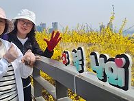 응봉산 개나리 벙..
