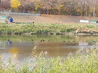 오리들아 행복하니..