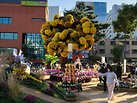 조계사 국화축제