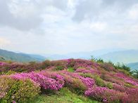지리산 바래봉 철쭉꽃