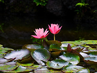 수련 (세미원에서)