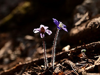 노루귀 Ⅲ (2026)