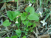 Viola alexandrowia..