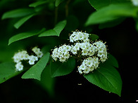 산분꽃나무
