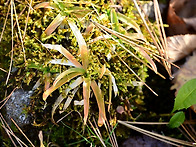 끈적쥐꼬리풀 (싹)