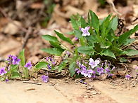 Viola sp. 1