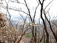 눈개불알풀, 개구리발톱,..