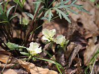 남산제비꽃(변이)