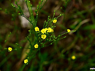 노랑개아마 Linum medi..