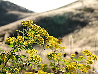 산국, 감국, 구절초