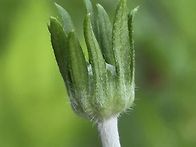 솔체속(몽골)?