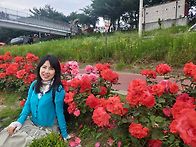 중랑천 //장미축제
