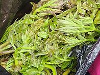 2026.4.19.(일)가지티고개..