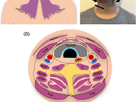 Neck regional anat..