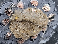 PNCT-R 10C*2.5SQ (..