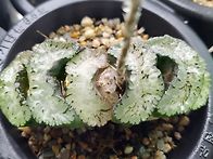 옥선 거봉