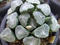 만상 사자신