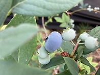 블루베리 수확준비