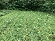 들깨밭 제초작업