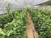 유기농고추 / 유인줄치기