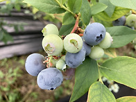 유기농블루베리판매 / 20..