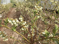 블루베리꽃 / 유기농블루베..