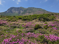 한라산 부악과 산철쭉