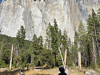 Mariposa Grove of ..