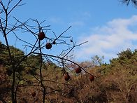 25/11/20/목욜[대구시]팔..