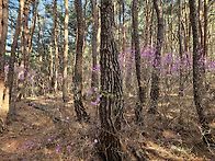 영남알프스7봉 영축산 완등..