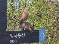 월곡정 청설모