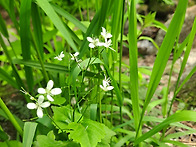 강원도 - 십자화과 : 는쟁..