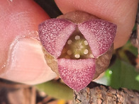 강원도- 쥐방울덩굴과: 각..