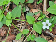 강원도 - 석죽과 덩굴개별..