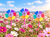 🌸코스모스 바..