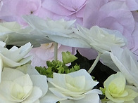 장미수국(총무님사진)