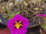 설악산 야생화11월