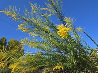 서양미역취(이천 설봉산)