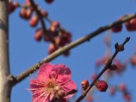 홍매화(2026년3월10일)