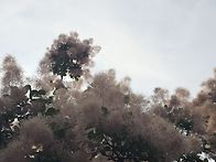 안개나무/일산호수공원 덩..