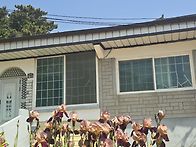 볼음도와 주문도 꽃