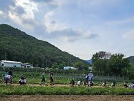 5026.6.17수 감자캐기 체..