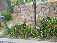 Re: 서울은 폭우, 대구는 ..