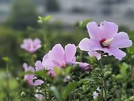 7월은 무궁화꽃 의 계절